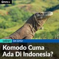 #1MENIT | Komodo Cuma Ada Di Indonesia?