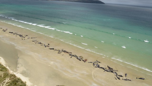 Mueren 145 ballenas pilotos tras quedar varadas en Nueva Zelanda