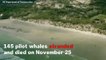 145 Pilot Whales Die In Mass Stranding On New Zealand Beach