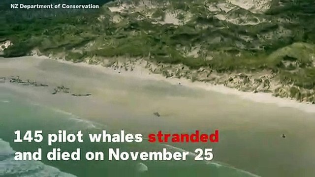 145 Pilot Whales Die In Mass Stranding On New Zealand Beach