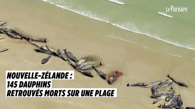 Nouvelle-Zélande : 145 dauphins retrouvés morts sur une plage