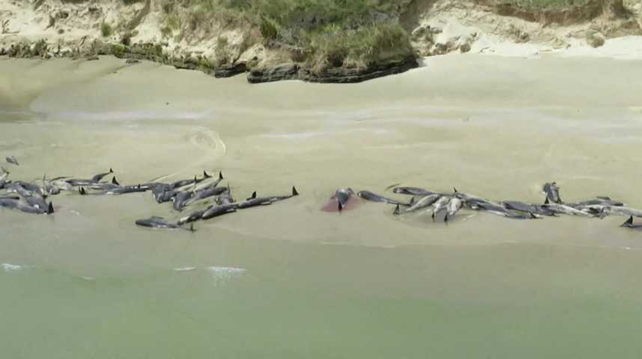 Nouvelle-Zélande: 145 dauphins pilotes meurent sur une plage
