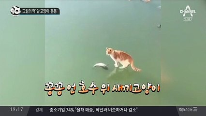 ‘그림의 떡’ 앞 고양이 '동동’