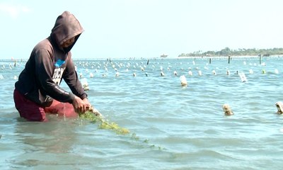 Berdaya dengan Rumput Laut