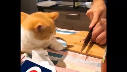 Couper des oignons fait aussi pleurer les chats !