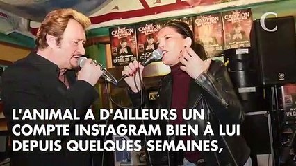 Johnny Hallyday voulait dຝ une chanson à sa chienne Cheyenne mais