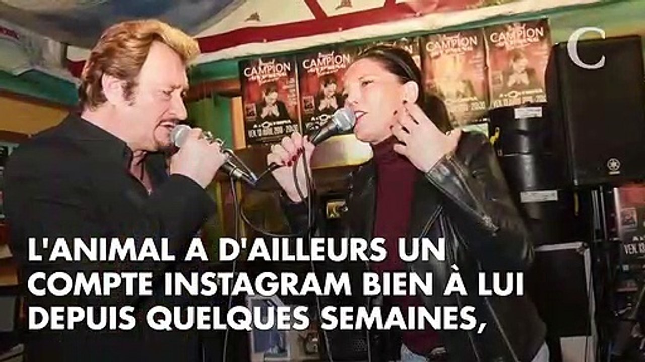 Johnny Hallyday voulait dຝ une chanson à sa chienne Cheyenne mais