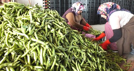 Mersin'de Üretilen Bakla Irak'a İhraç Ediliyor