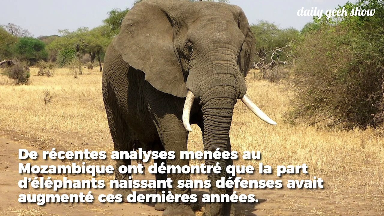 En réaction au braconnage, de plus en plus d'éléphants naisssent sans défenses