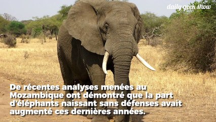 En réaction au braconnage, de plus en plus d'éléphants naisssent sans défenses