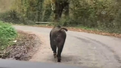 Yola Çıkan Yaban Domuzu Paniğe Neden Oldu - Düzce