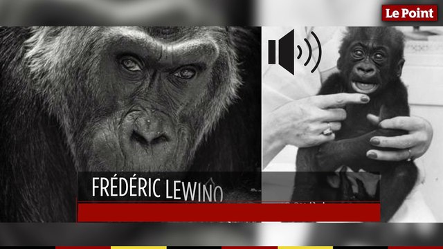 22 décembre 1956 : le jour où le premier bébé gorille naît dans un zoo