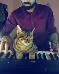 Ce chat joue du piano avec son maî et devient une vé star sur Internet !