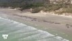 En Nouvelle-Zélande, ces 145 dauphins sont morts sur une plage