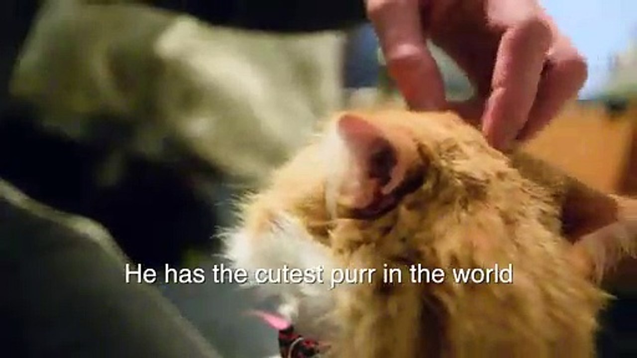 Ce chat a le ronronnement le plus mignon du monde