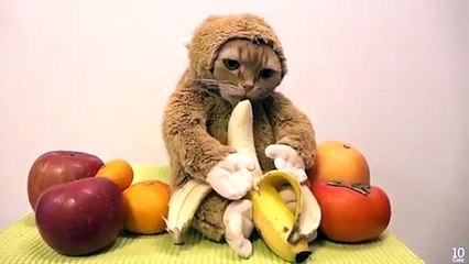 Ce chat déé en singe va vous faire craquer !