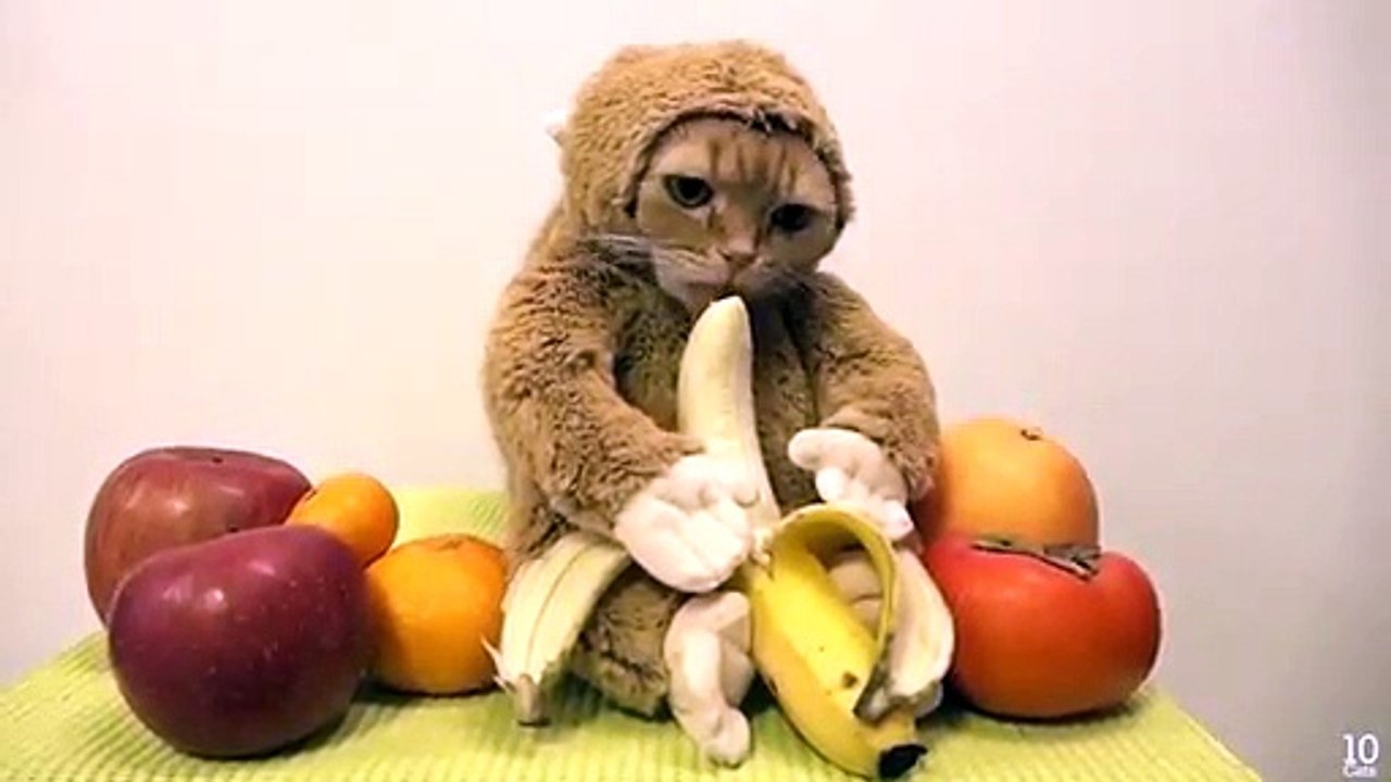Ce chat déé en singe va vous faire craquer !
