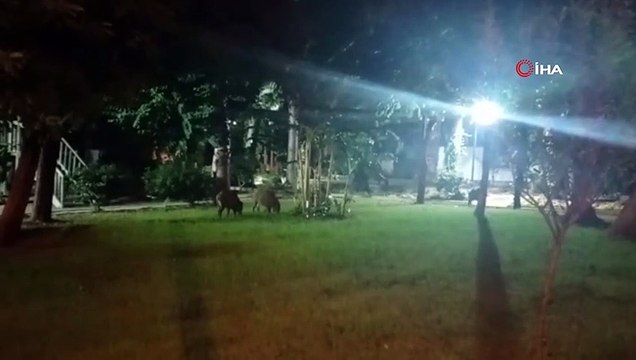 Domuz sürüsü şehre indi