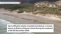 145 Whales Die In New Zealand After Mass Stranding