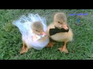 صابرين  -  حطه يا بطه