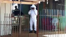 Moradores se assustam com abelhas e acionam o Corpo de Bombeiros