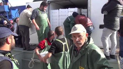 Hamsi Bereketi