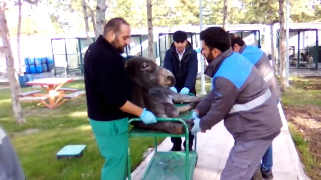 İşkence yapıldığı iddia edilen eşek koruma altına alındı - ÇORUM