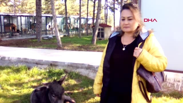 Çorum Eşeğe Sopayla Vurdu, 'Masaj Yaptım' Dedi