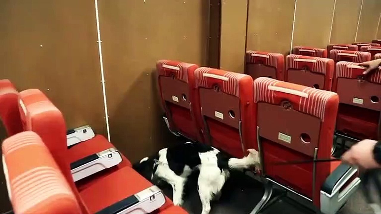 Inside Look At How TSA Trains Canines video Dailymotion