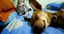 Cachorro solta um pum ao dormir e a reação do gato vai fazer você chorar de tanto rir