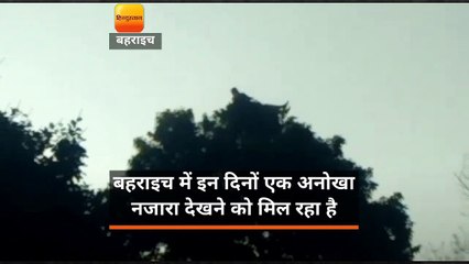 यूपी: पेड़ के ऊपर चढ़कर एक बाबा रात में करते हैं आराम