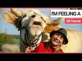 Meet the bull who thinks he's a horse | SWNS TV