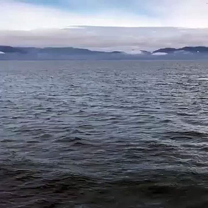 The giant whale blew away my mind