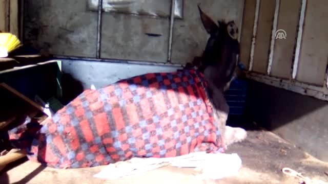 İşkence Yapıldığı İddia Edilen Eşek Koruma Altına Alındı - Çorum