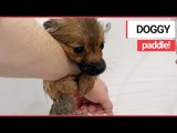 Cute Puppy taking his FIRST BATH Clings to his Owner | SWNS TV
