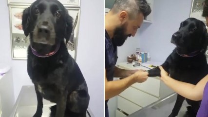 Kan Alınırken Soğukkanlılığını Kaybetmeyen Sevimli Köpek