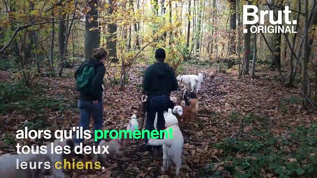 Dans cette pension canine, les chiens bénéficient d’une liberté totale