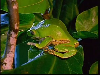 Biologie de la rainette-singe