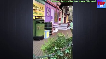 OMG- Super FUNNY PETS - Super FUNNY ANIMAL VIDEOS - Top TV