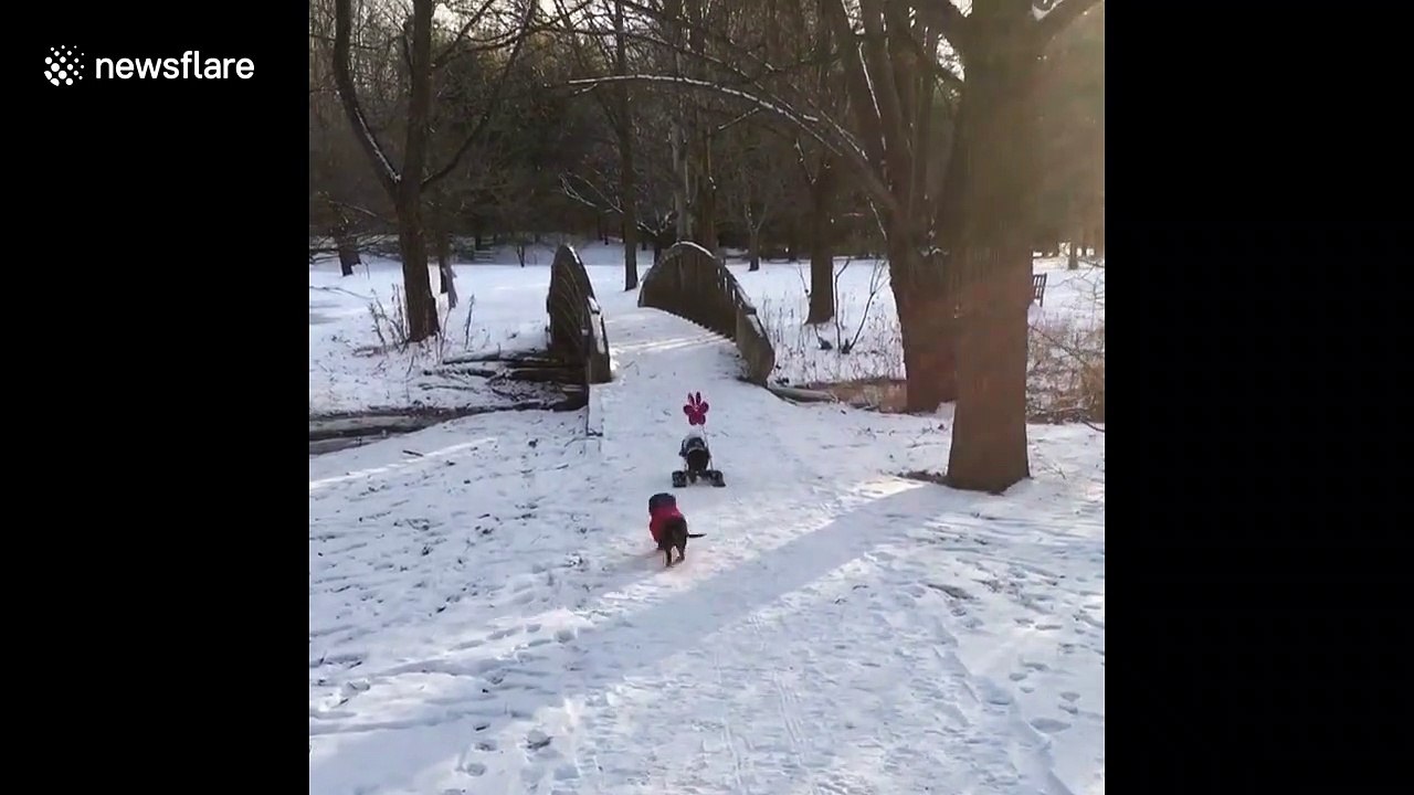 Dachshund through the snow! Heartwarming clip shows disabled dog using skis