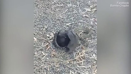 Bat fights back as python tries to put the squeeze on it