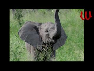 Eid Melad ElFeel / عيد ميلاد الفيل