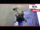 Seal pup, named BRIAN MAY, recovering after ingesting a plastic bag | SWNS TV
