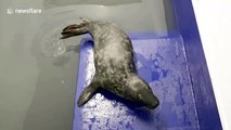 Seal pup, named Brian May, recovering after ingesting a plastic bag