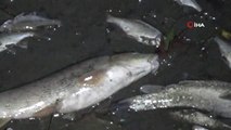 Balıklar Kıyıya Vurdu, Polis 'Zehirli Olabilir' Diye Uyardı