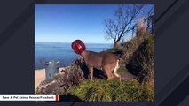 Deer Freed From Plastic Container Stuck On Her Head