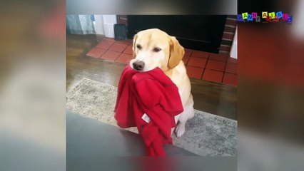 Приколы с собаками. Кто это сделал.