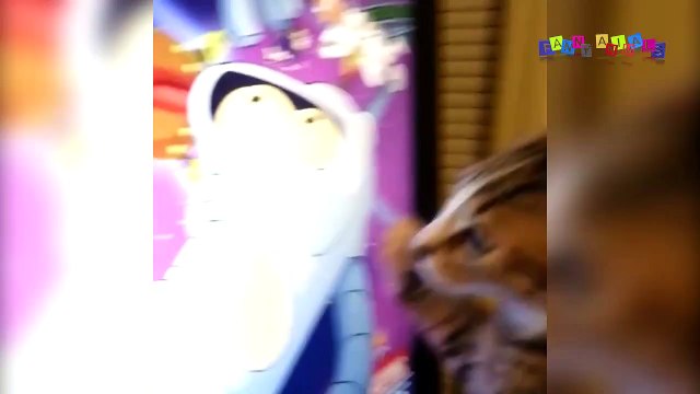 Смешное видео про собак и кошек. Ревнивая собака.