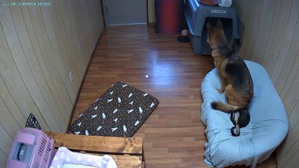 Dog Finds New Bed is a Little Lumpy