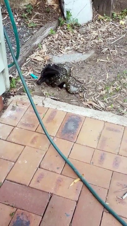 Carpet Python Makes Meal of Bat